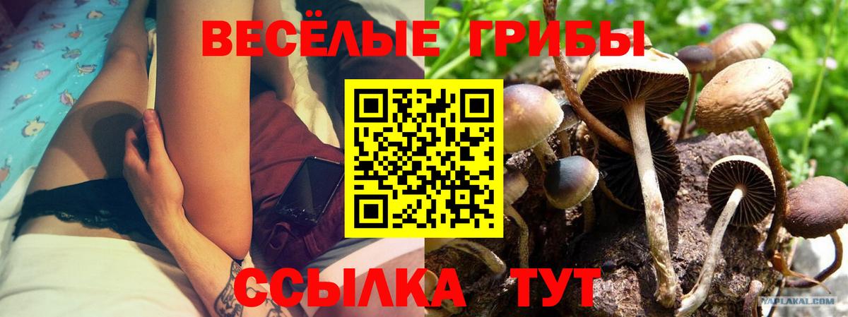 Псилоцибиновые грибы Psilocybe Котельники